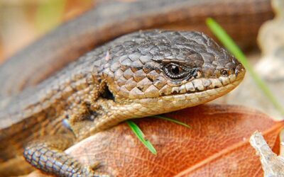 Man Threatens Ex-Girlfriend with Snake and Lizard in Ritual Claims