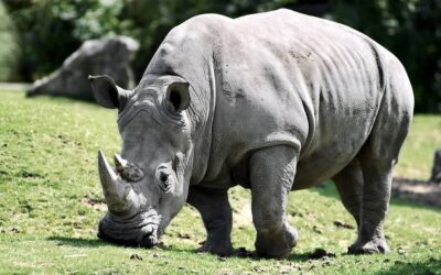 Chinese National slapped with 18 year sentence for Wildlife Trafficking