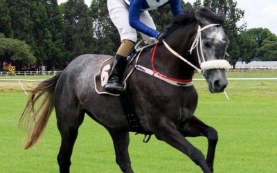 ZIM HORSE RACE DERBY SET FOR FRIDAY