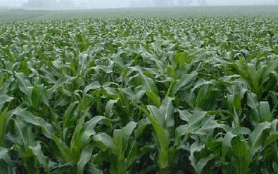Agribank targets $5bn to finance the 2021/22 cropping season