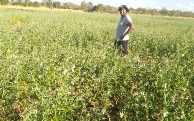 Agricultural Firm helps Sesame seed farmers to get value for their product