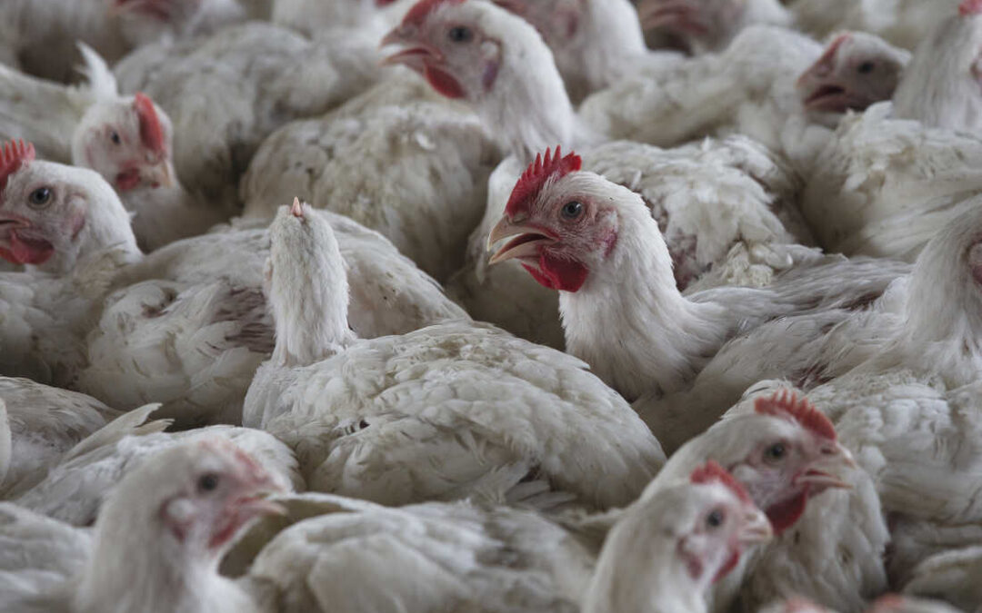 Avian Influenza Outbreak in South Africa Worries Zimbabwe