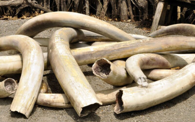 Hurungwe man gets 9 year jail sentence for possession of Ivory