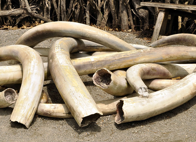 Hurungwe man gets 9 year jail sentence for possession of Ivory