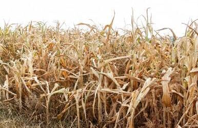 Zimbabwe to import Genetically Modified maize as food crisis looms