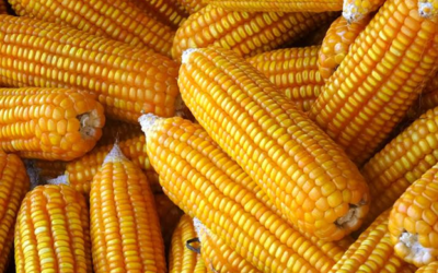 Zim drought to usher in the return of Yellow maize