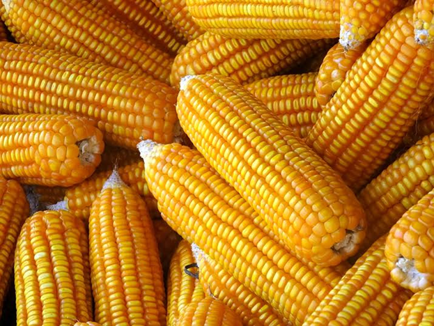 Zim drought to usher in the return of Yellow maize