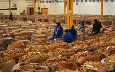 Tobacco production to set new records as season comes to an end 