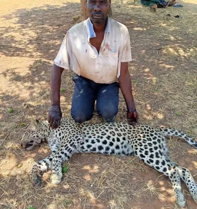 Zambian Headman Kills Leopard with Axe in Self Defence