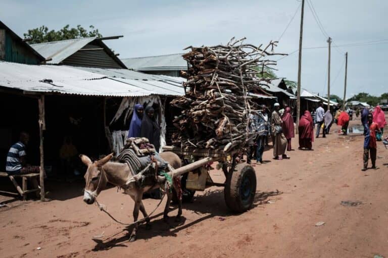 African Leaders Pledge Action Against Donkey Skin Trade