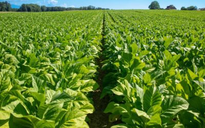 TIMB Targets Record 360m kg Harvest as Tobacco Season Begins