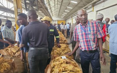 Zimbabwe’s Tobacco Marketing Season Opens