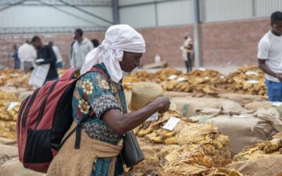 Tobacco Prices Crash 45% at Auction, Leaving Zimbabwean Farmers in Dire Straits