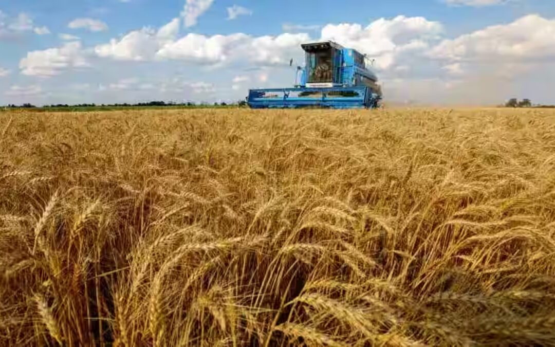 Zimbabwe plants 128,459 hectares of wheat